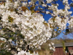 Das Obst-Biotop am Moislinger Baum ist in voller Blüte